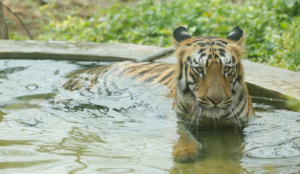 Tigress Bijalee passes away at SGNP due to age-related ailments; Mumbai