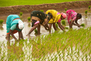 TN govt to launch 'Vetri Vaanmagal' scheme to train women farmers in drone tech