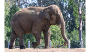 Tribal man killed in wild elephant attack in Keralam's Idukki