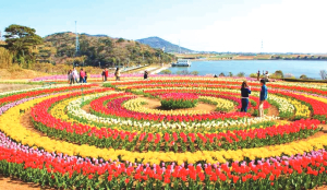 Tulip garden in Srinagar to be closed as bloom season ends