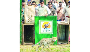 Two cheetahs released into wild in Kuno