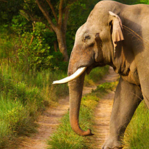 Two women trampled to death by elephants in Jharkhand’s Ramgarh