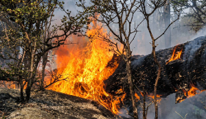 Udhampur battles rising forest fires amid severe heatwave in Jammu and Kashmir