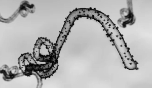 Ugandan woman isolated in Jaipur hospital after showing Ebola-like symptoms