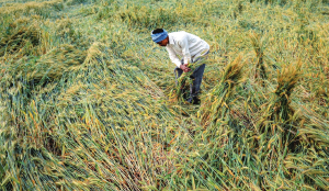 Unseasonal rain, hail damage crops across 2.49 lakh hectares