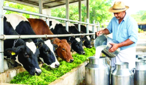 UP Govt prepares Dairy Master Plan