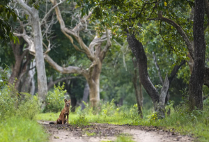 Villagers, families protest, seek justice for 'poachers' killed by Forest dept in K'taka