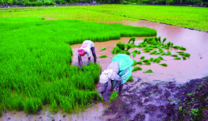 Weakest monsoon since 2015 prompts ICRA to cut FY27 farm growth forecast