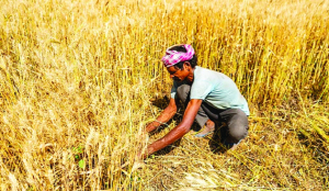 Wheat exports resume at Kandla Port after 4 years
