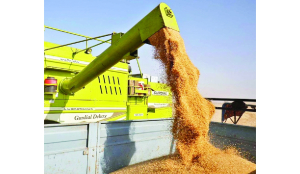 Wheat output seen up 2.29% at 120.65 million tonnes in FY26: Govt