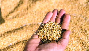 Wheat procurement rises to 35 MT, exceeds target for 2026-27