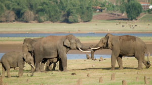 When Survival Meets Coexistence