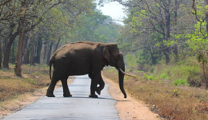 Wild elephant tramples man to death in Chhattisgarh's Korba