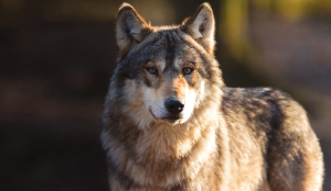 Wolf bites woman in shopping area in Germany’s 2nd-biggest city