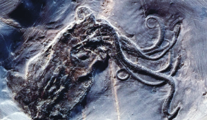 World’s oldest octopus fossil is not an octopus after all: Scientists