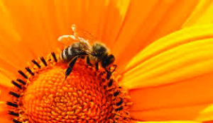 World Bee Day: Saving pollinators for food Security