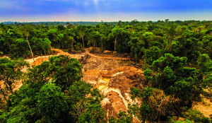 World Environment Day: Nature, climate change and the path forward