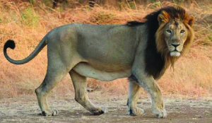 World Lion Day 2026: Gujarat’s Asiatic Lion triumph, and challenges ahead