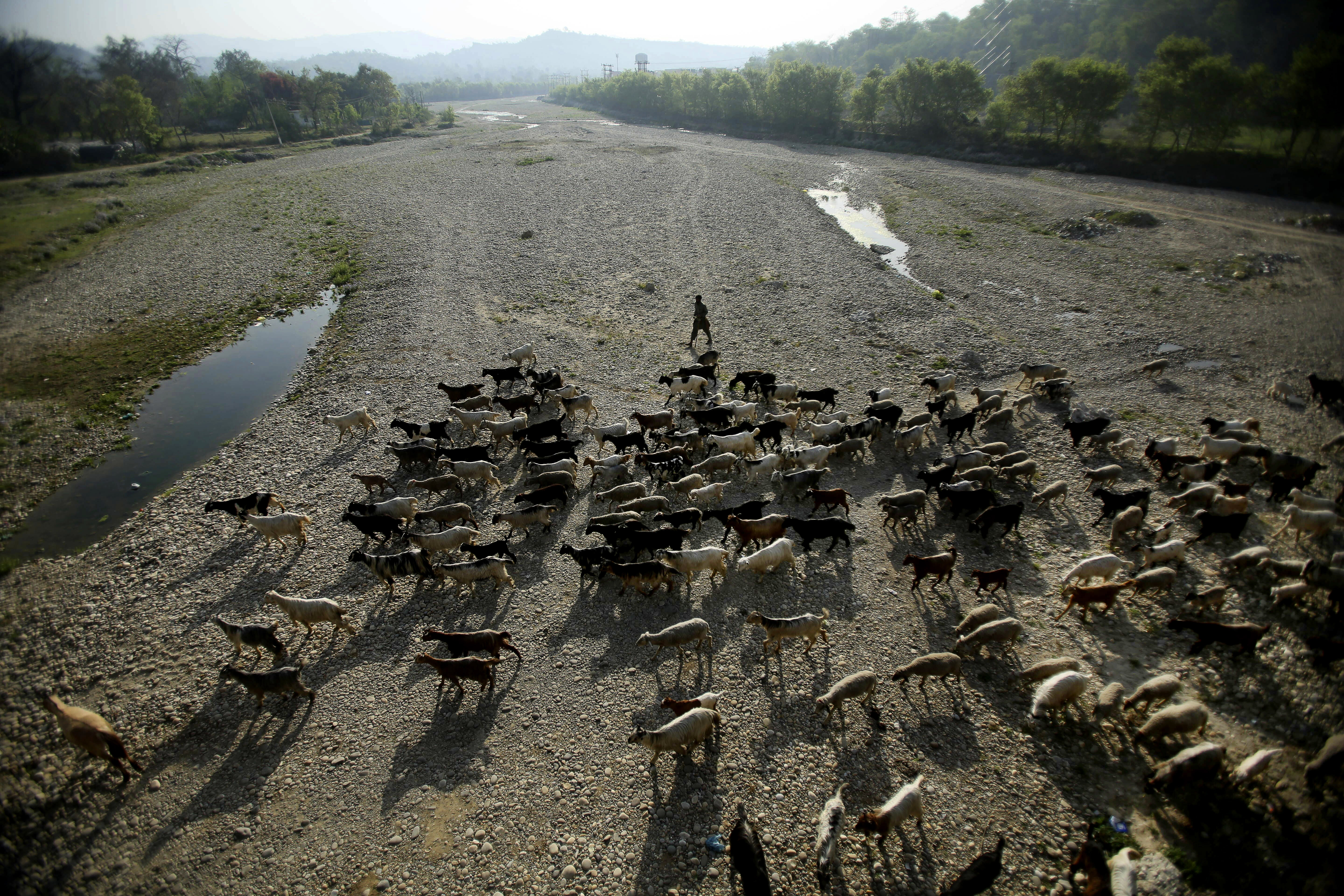 A nomadic Gujjar tribe leads his herd of goats through a dried river bed near the Jammu-Srinagar highway, on the outskirts of Jammu, India - AP