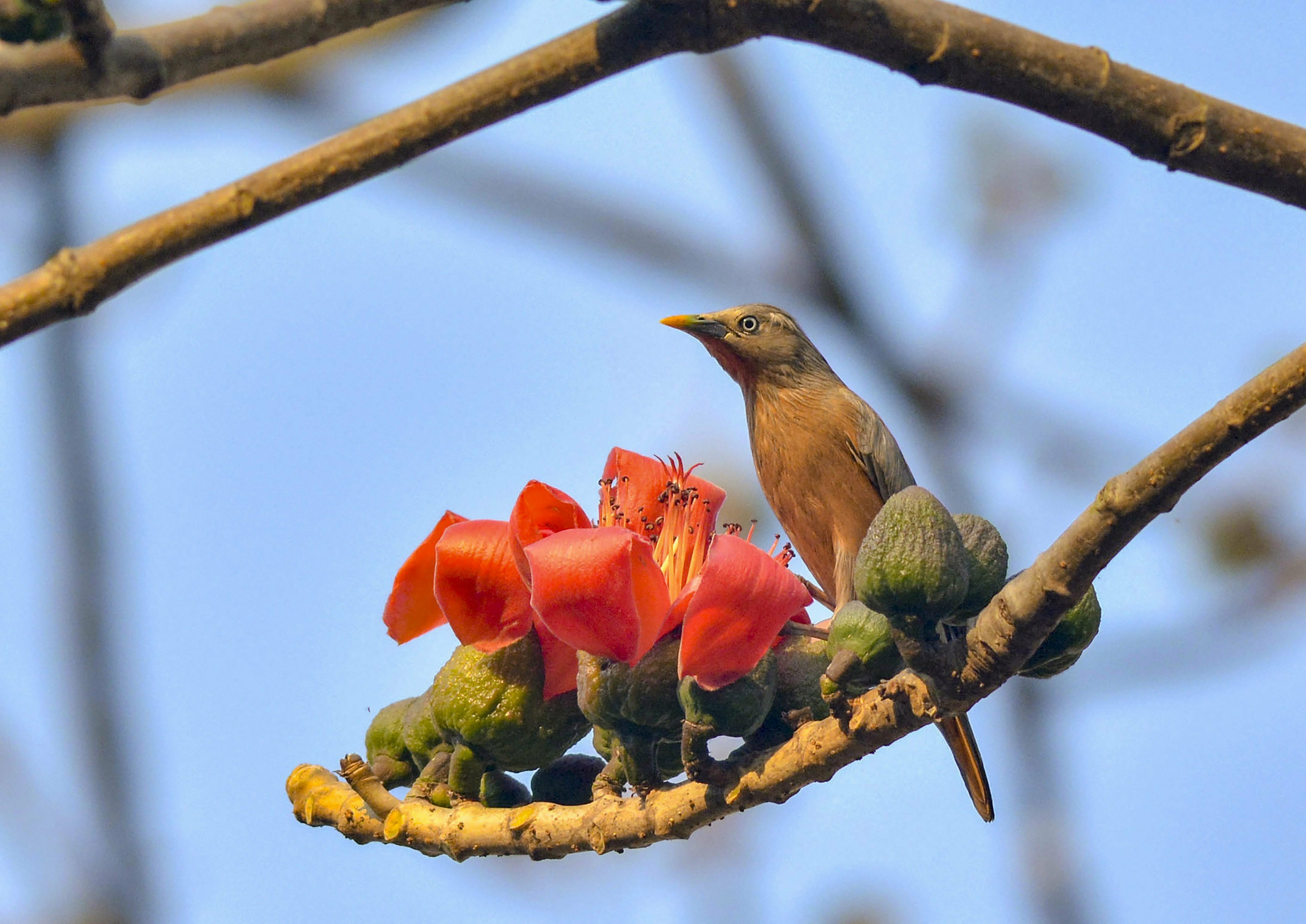 A Chestnut-tailed Starling or Grey-headed Myna visits a Semal flower, in Guwahati - PTI