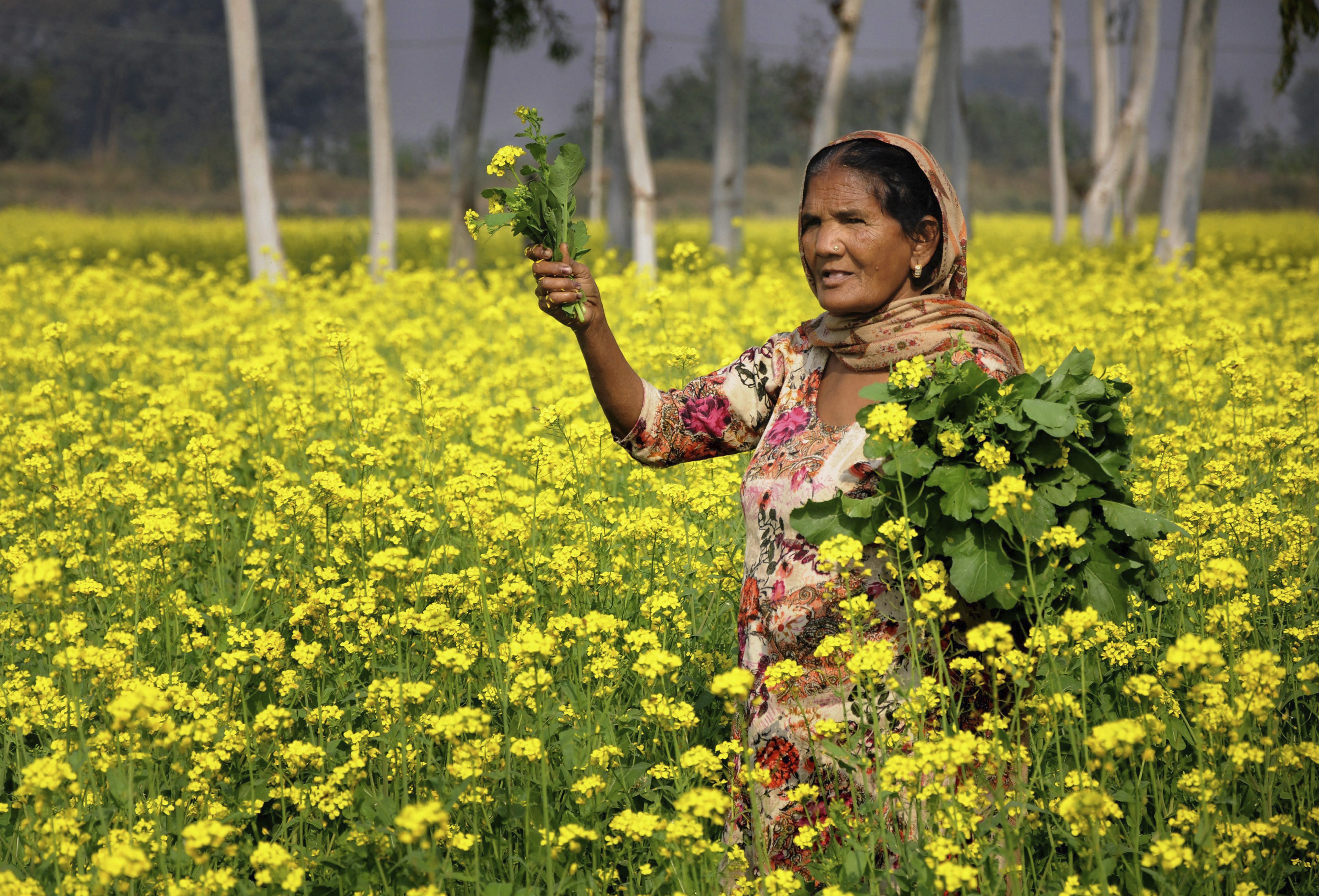 A woman works in a mustard field at a village in Attari near Amritsar - PTI