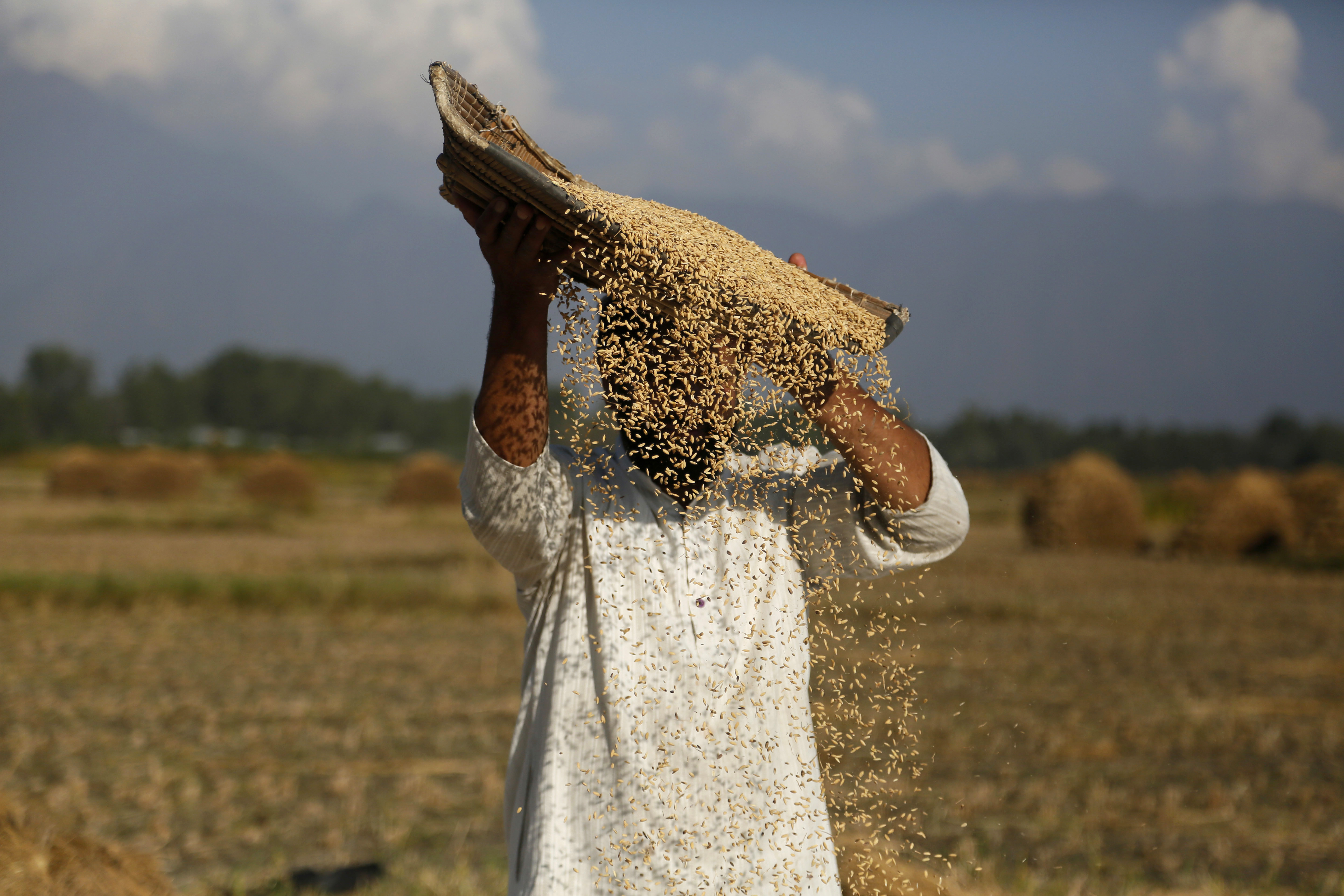 A Kashmiri farmer separates the grain from the chaff on the outskirts of Srinagar - AP