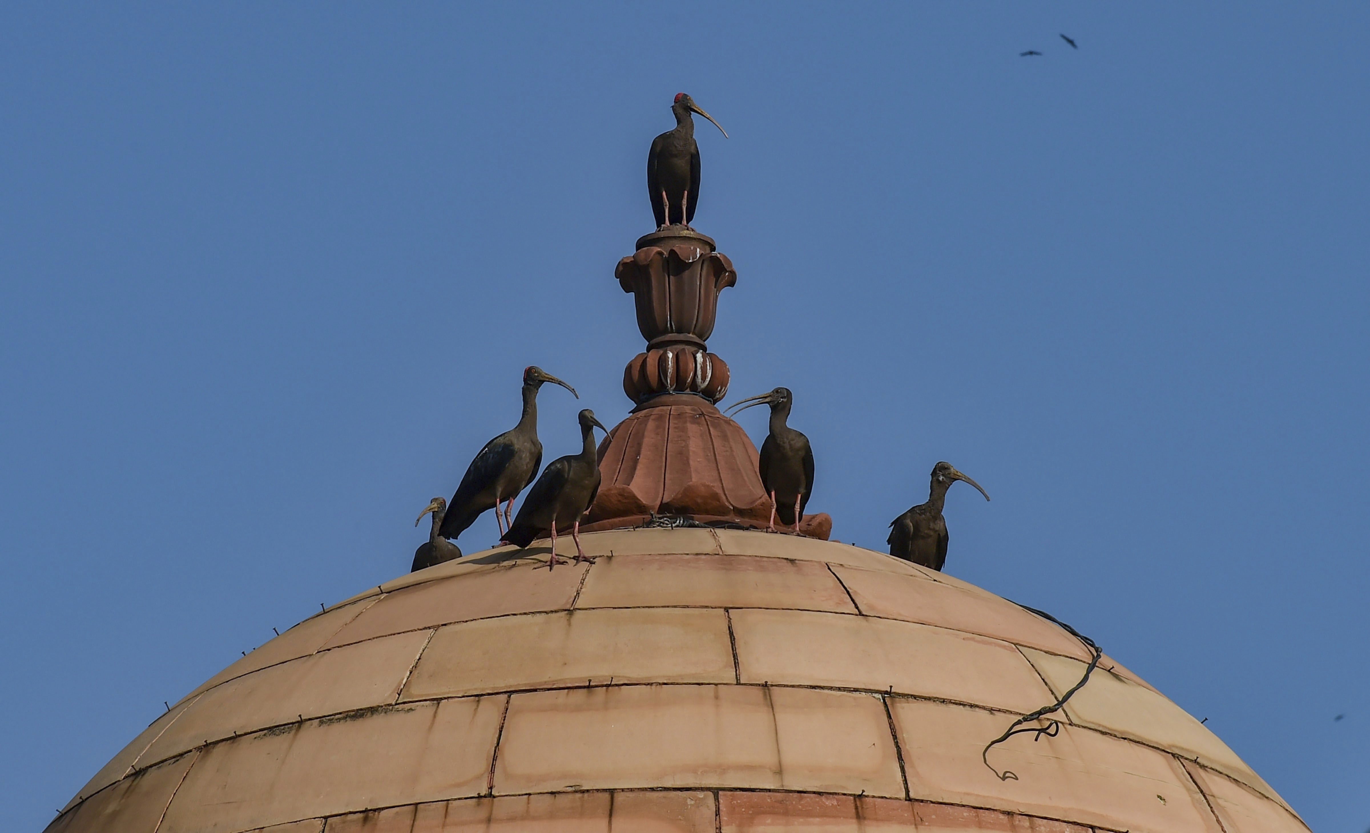 Black Ibis sit atop a government building near Raisina Hill, in New Delhi - PTI