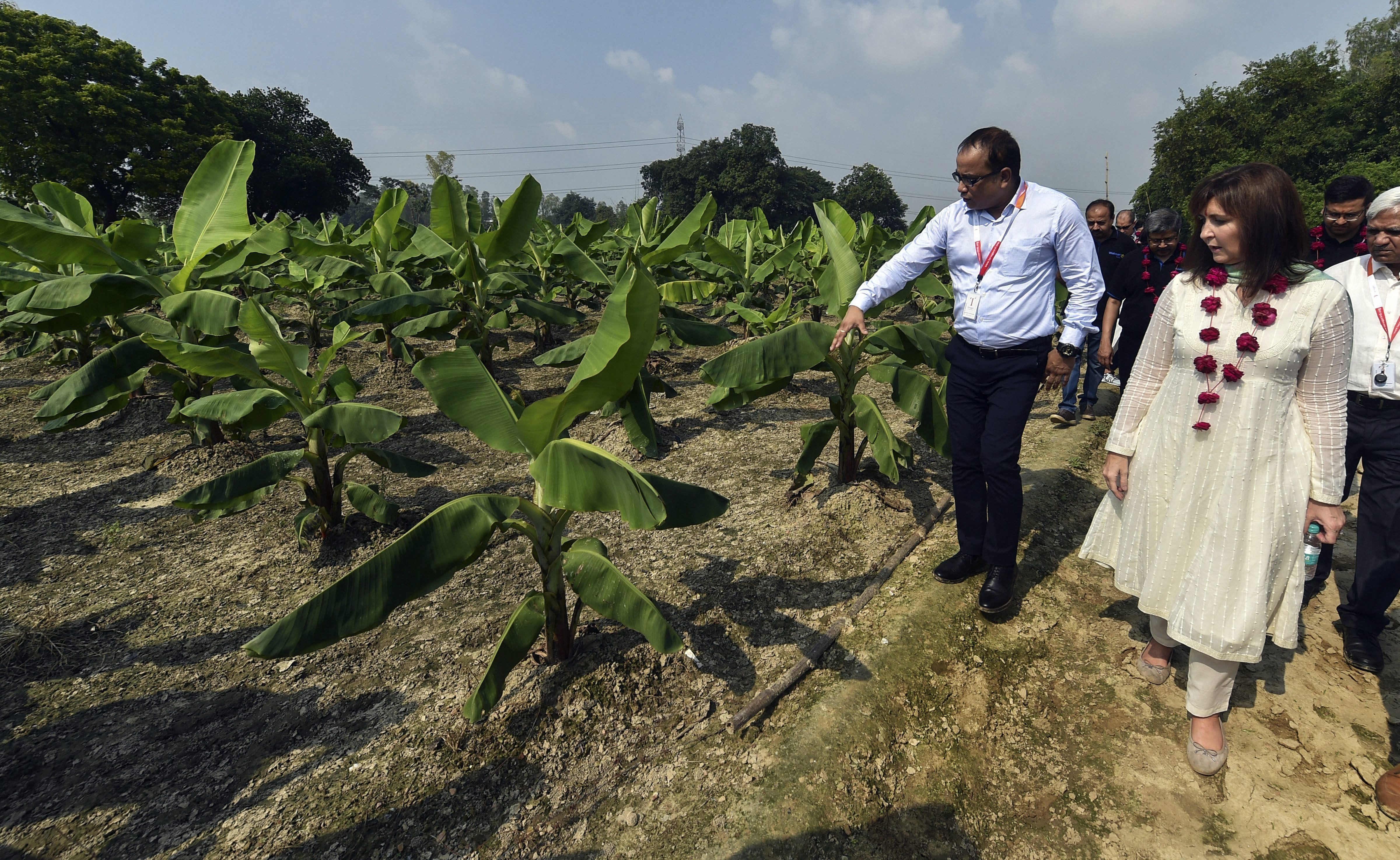 Walmart International CEO Judith McKenna visits a banana farm at Kasimpur village near Lucknow - PTI