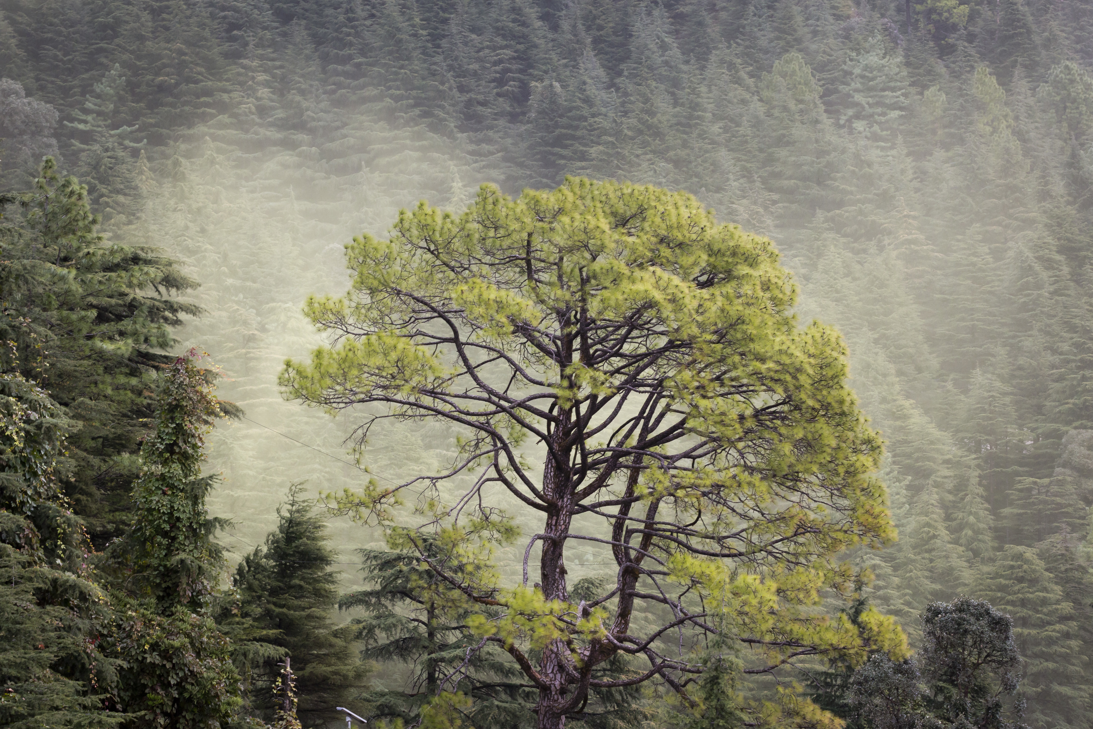 A cloud of cedar pollen is seen floating behind a pine tree in Dharmsala, India - AP